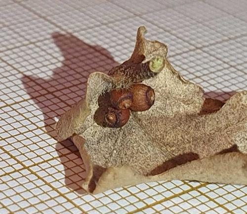 Andricus gallaeurnaeformis